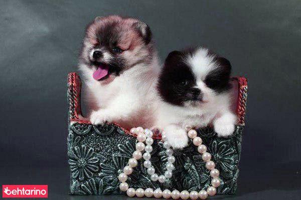 پلی کلینیک دامپزشکی ویولت