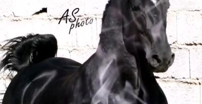 مجموعه پرورش اسب شبدیز محمدی‌هوایی