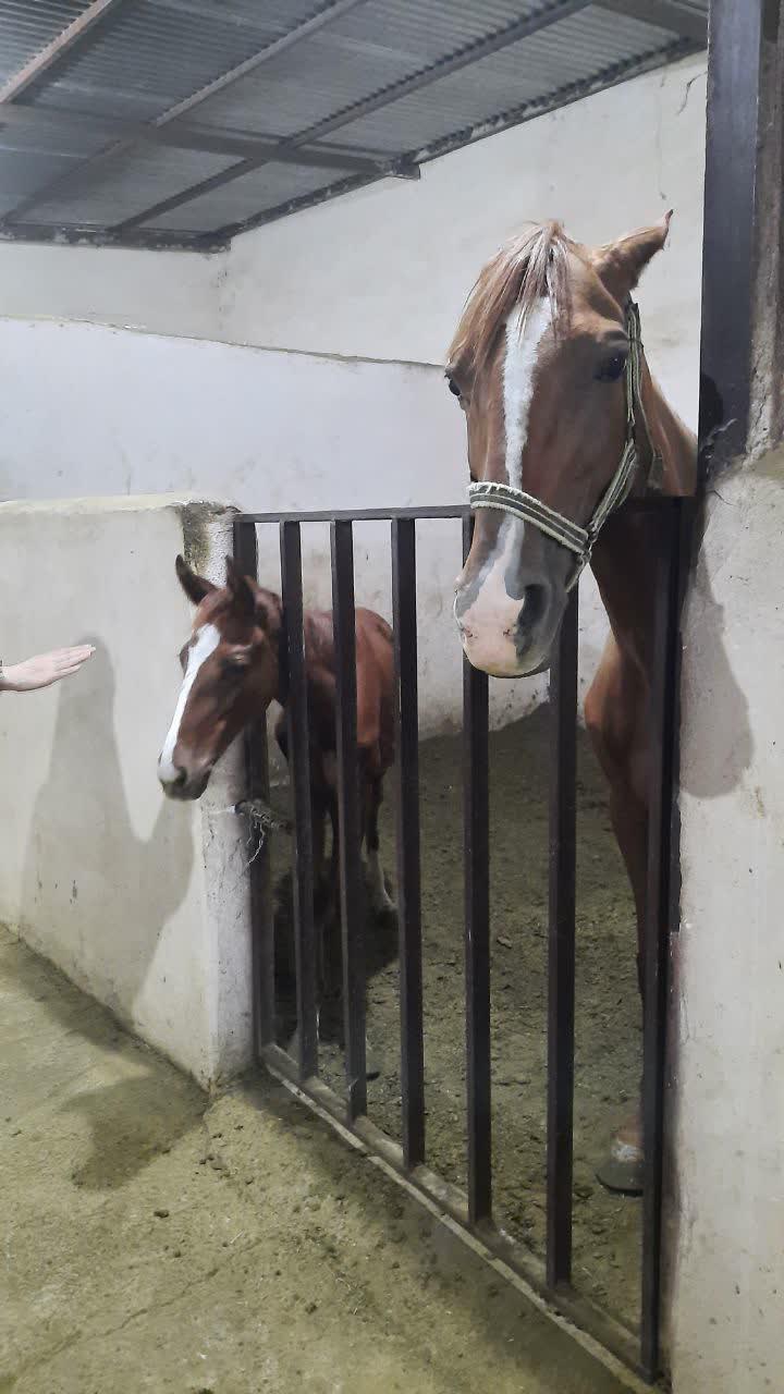 باشگاه سوارکاری سلام