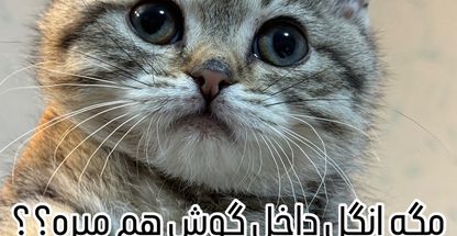 داتیس پت شاپ