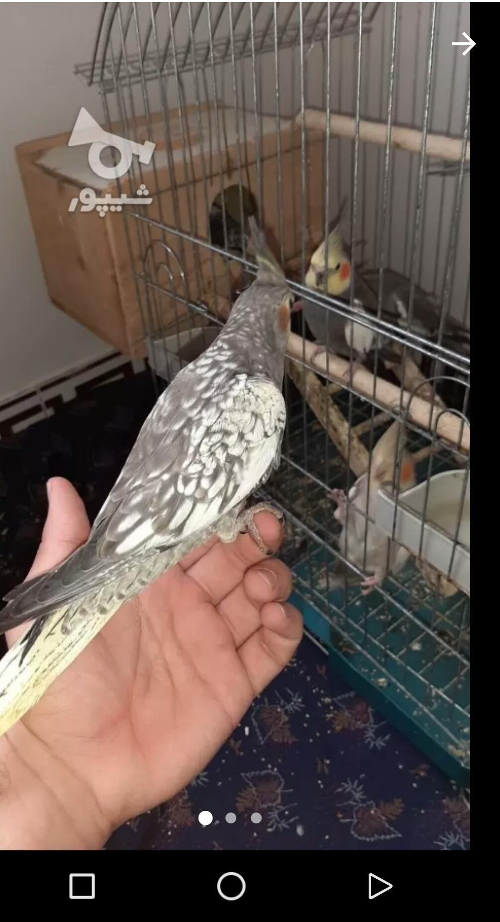 سالن پرورش عروس هلندی