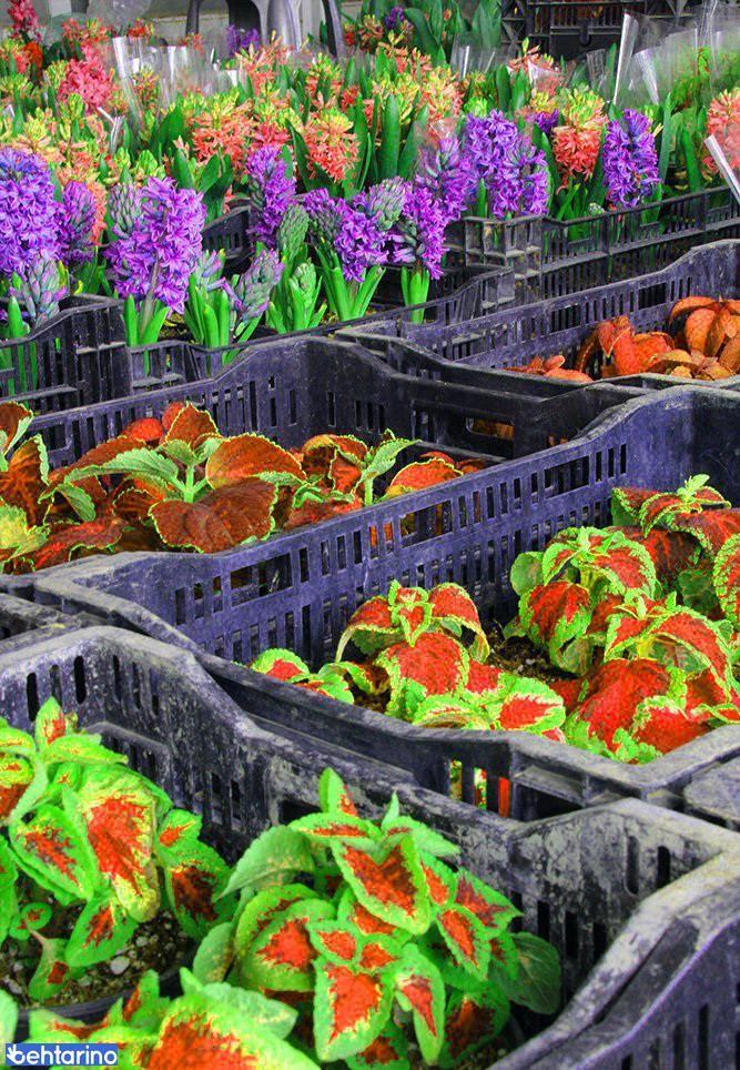 بازار گل محلاتی