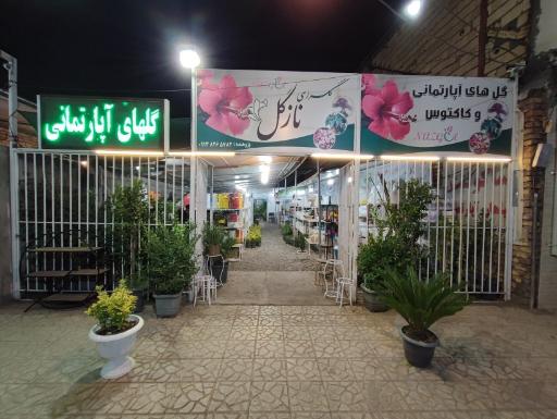 سیرجان نازگل کاکتوس