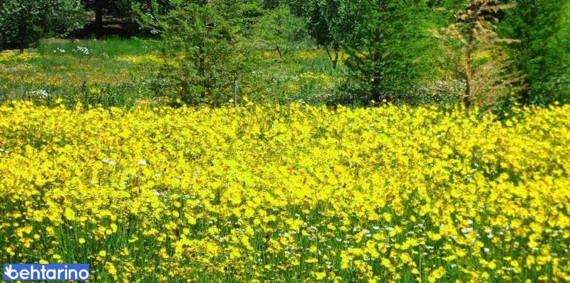 روستای همند لومان