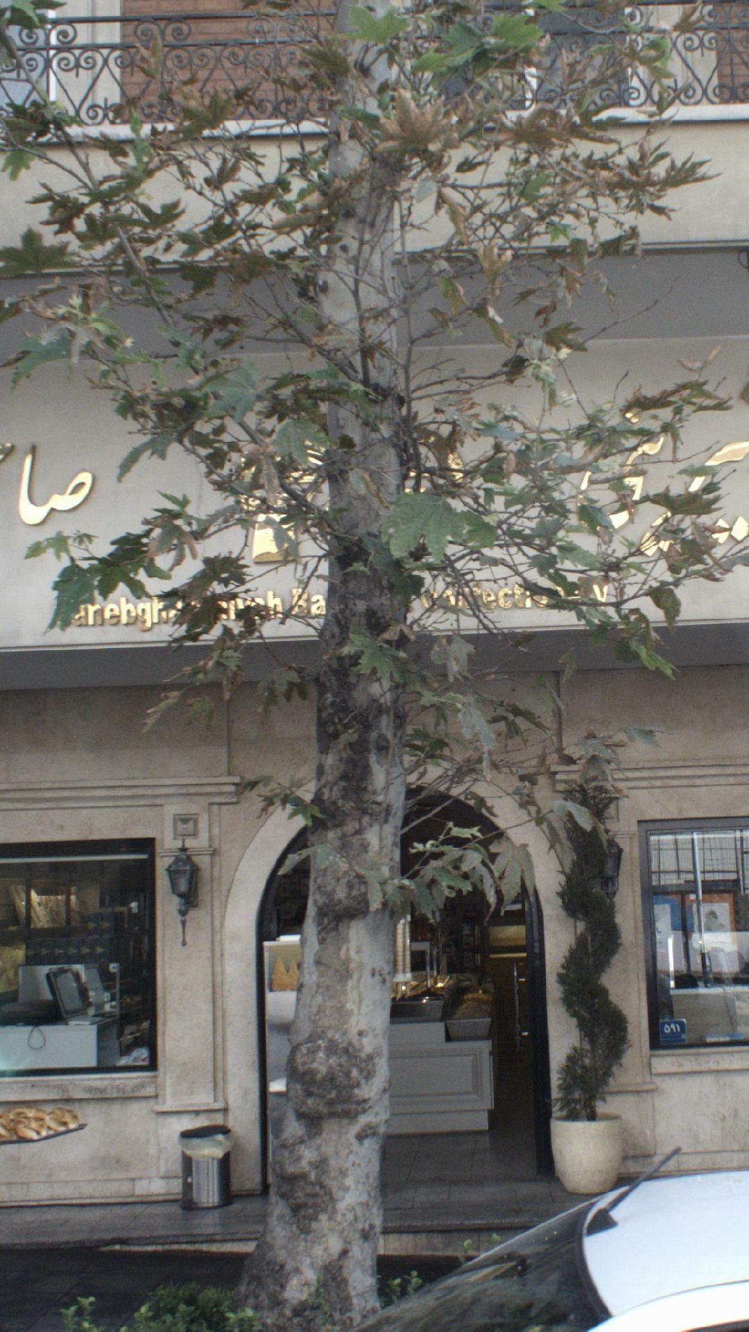 نان و شیرینی صاحبقرانیه