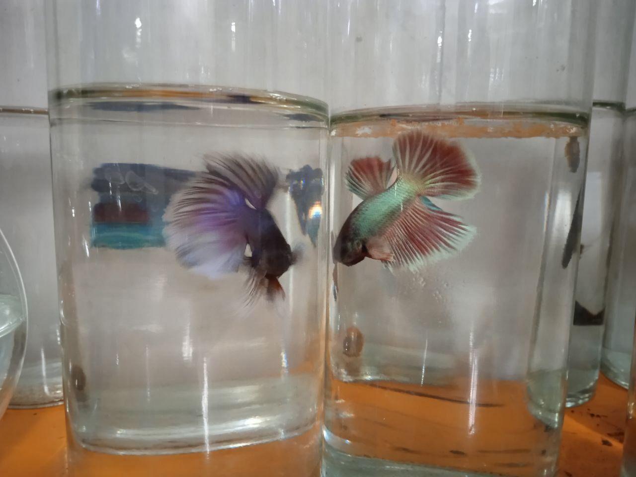 آکواریوم گلدفیش اصفهان