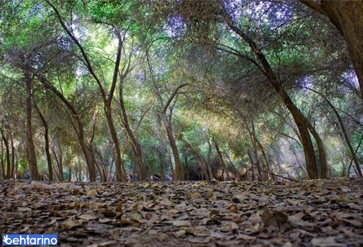 پارک جنگلی دزفول