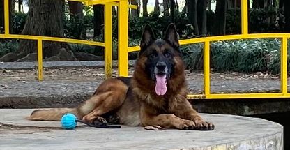 آموزش و تربیت سگ سم(Sam training)