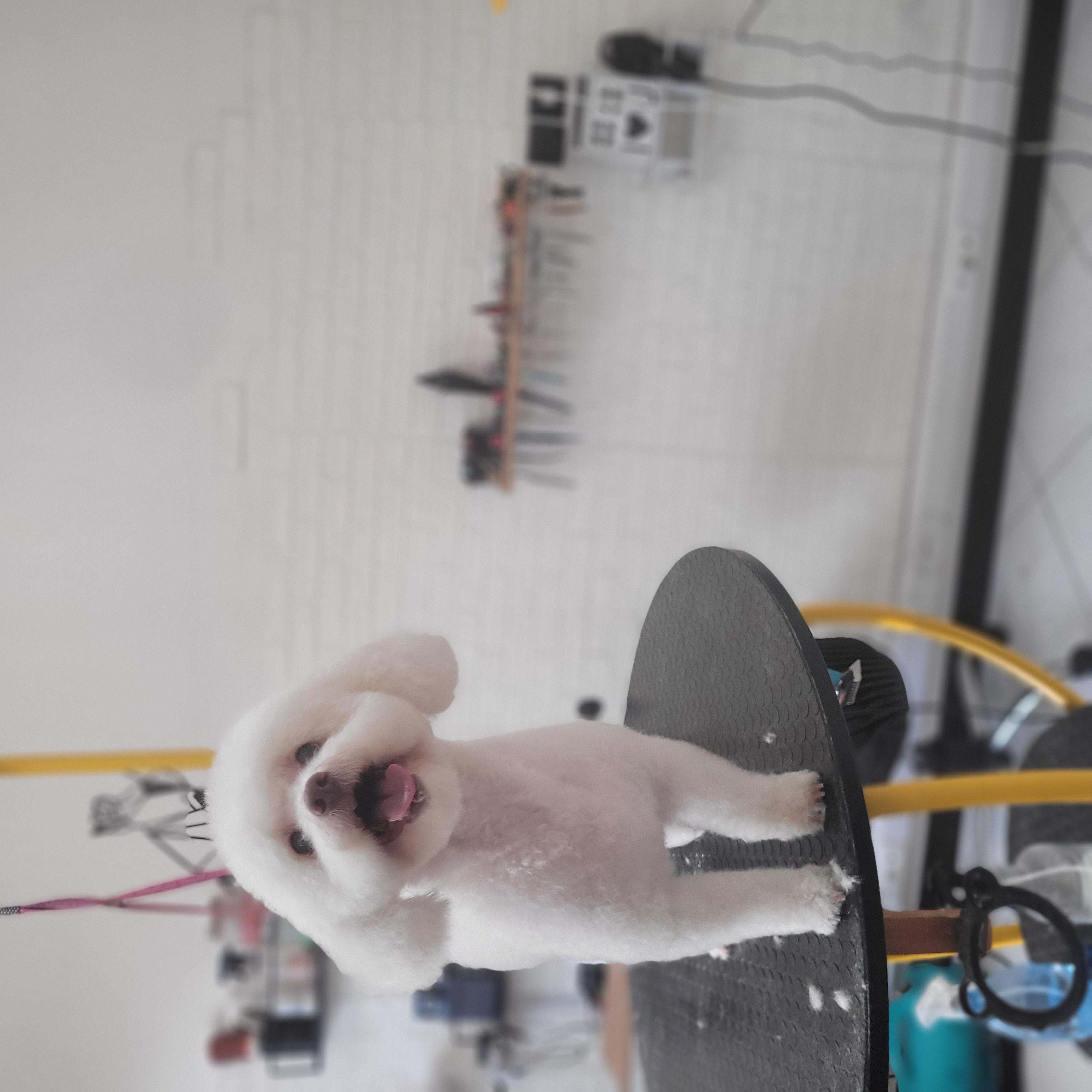 آرایشگاه حیوانات خانگی  فرامرز