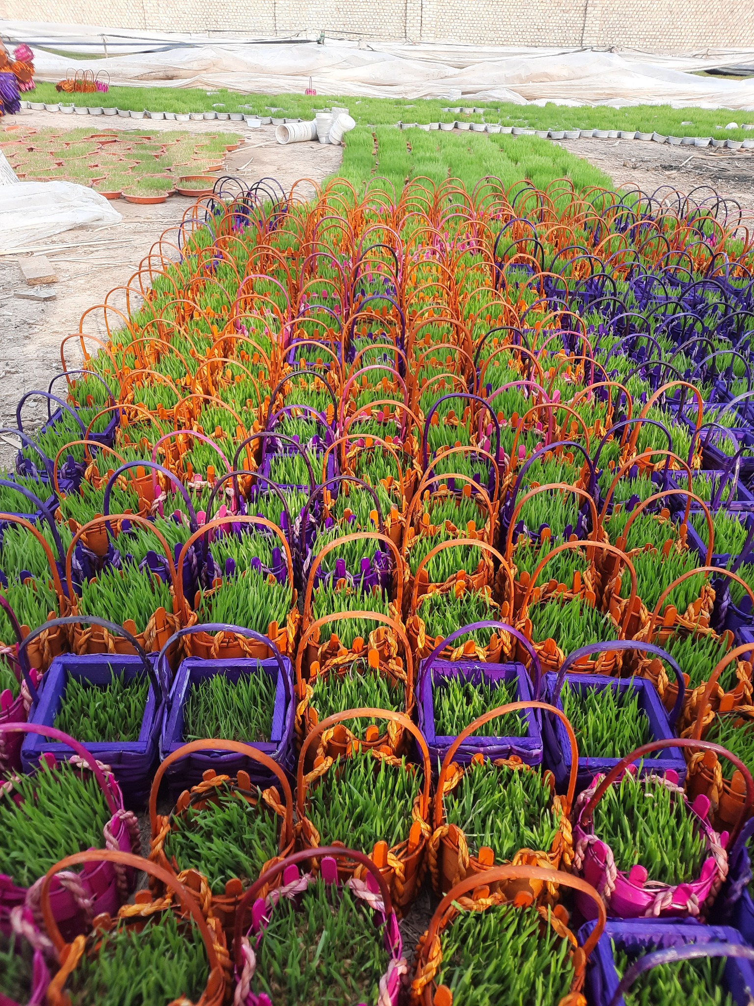 سبزه شب عید قربانی