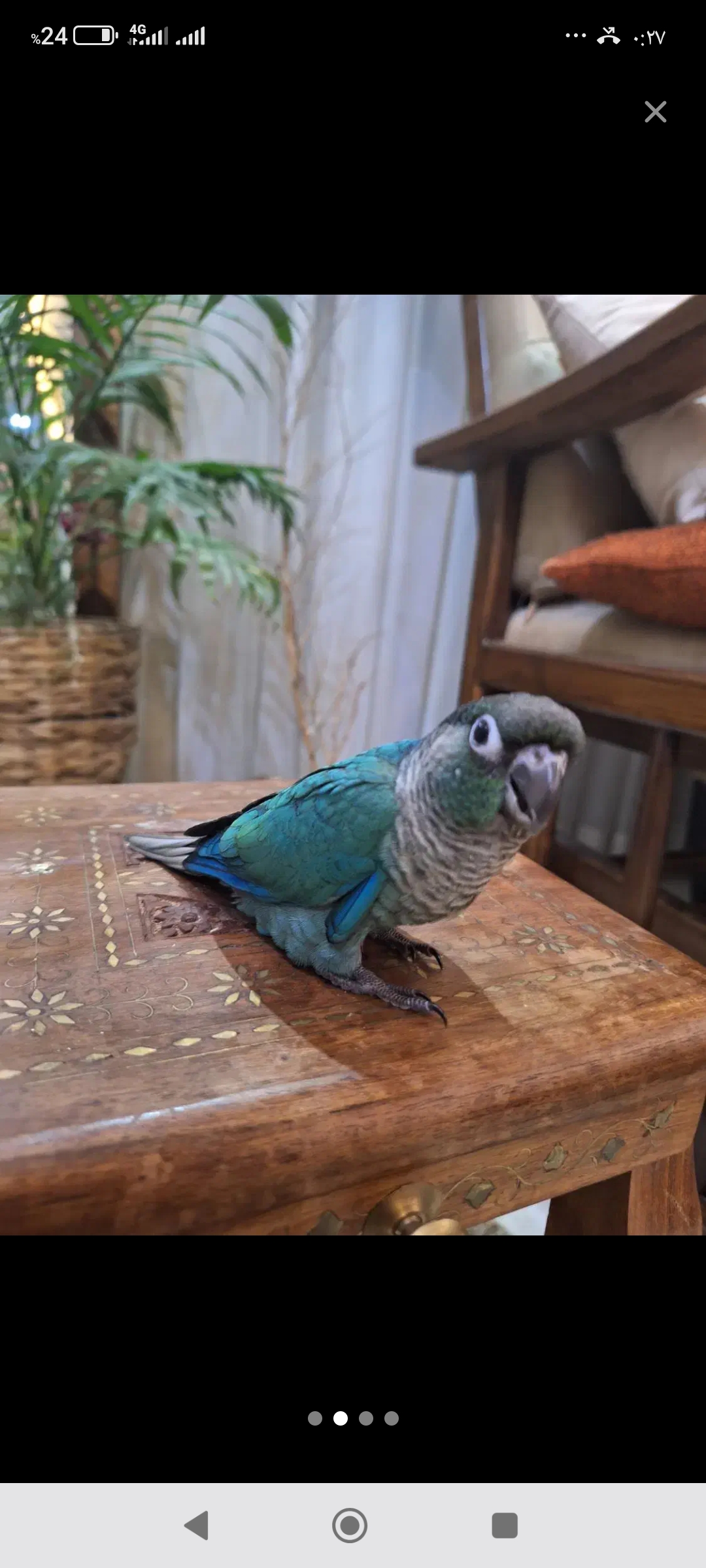 پرنده فروشی انواع پرندگان و دانه کشاورز