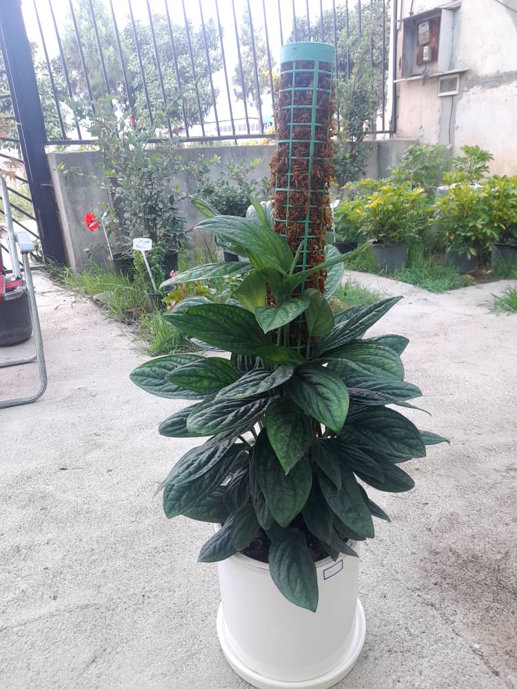 گلخانه ایلیا