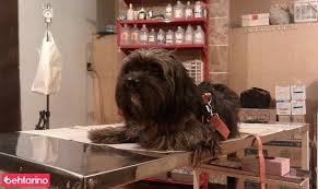 کلینیک تخصصی آبادیس دامپزشکی