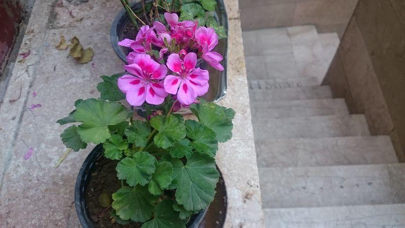 Residence boys horizonاقامتگاه پسرانه افق