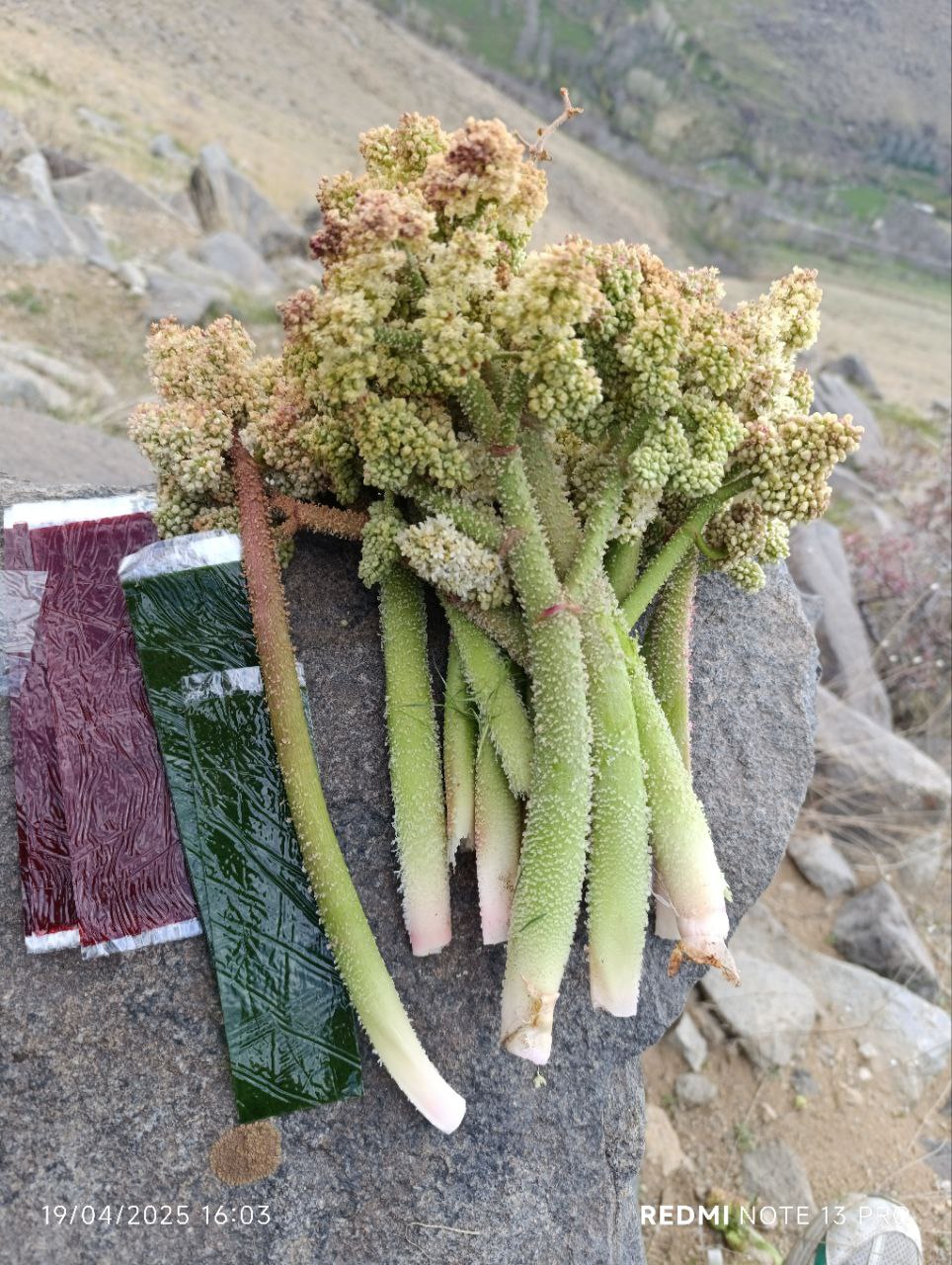 فروش ملک عزیزی