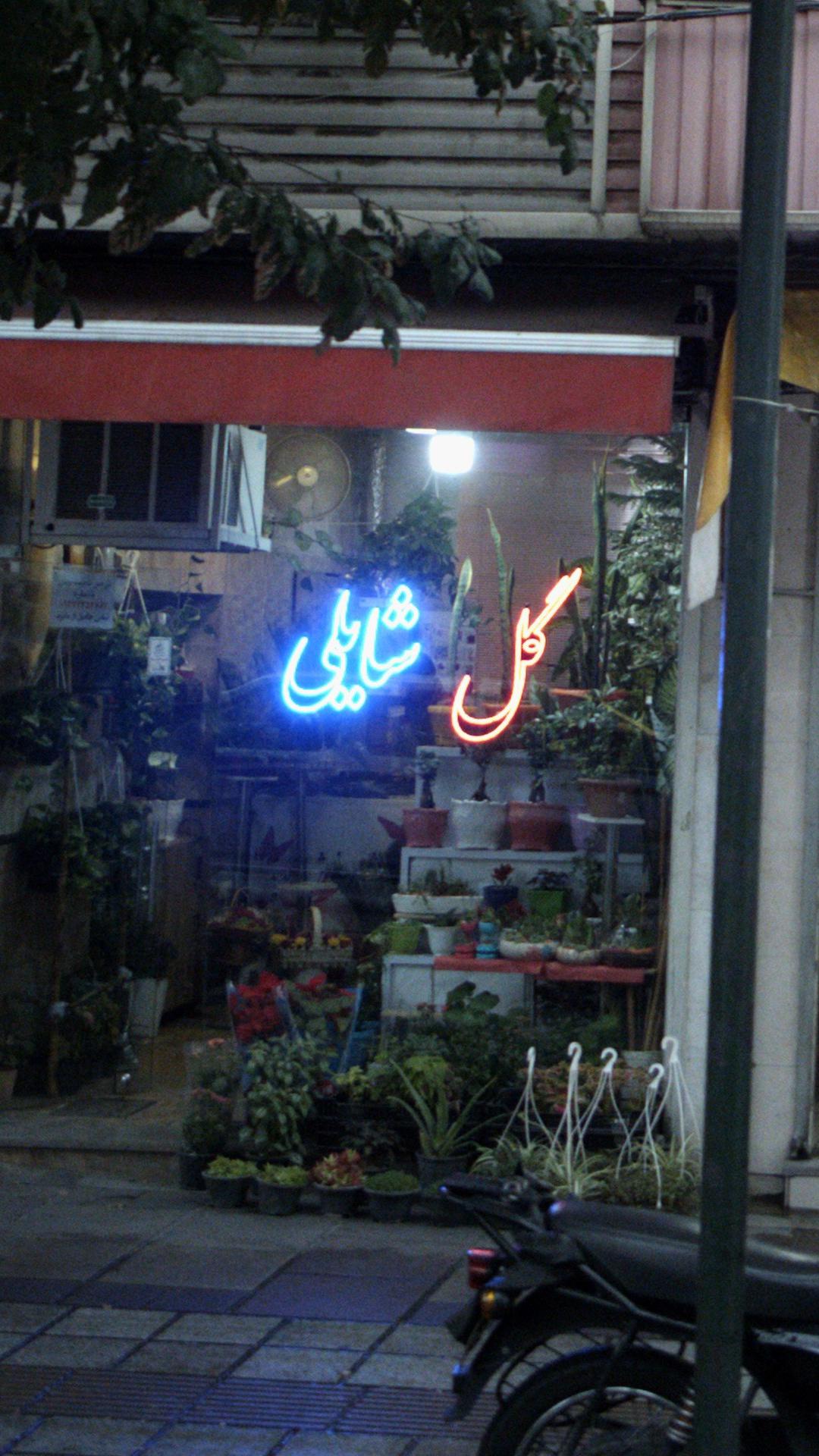 گل شایلی