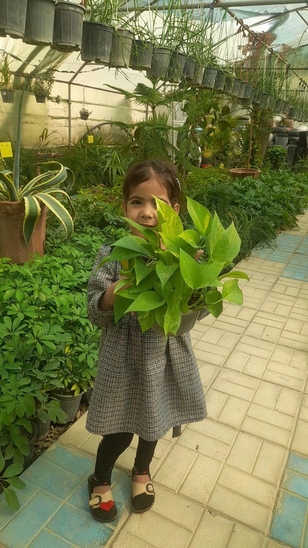 گل وگیاه قاصدک