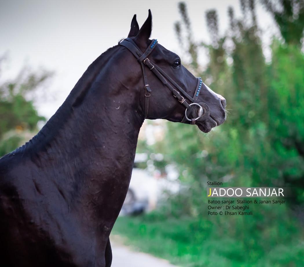 مزرعه پرورش اسب ترکمن سام