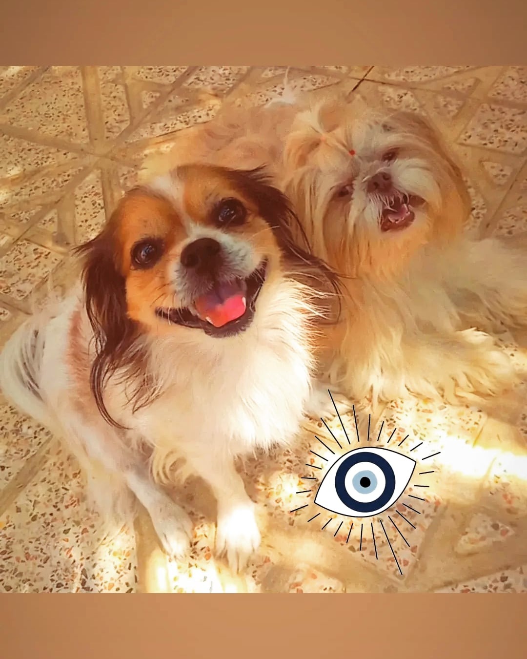 پانسیون سگ و گربه پایالند