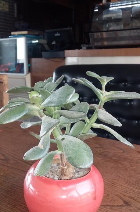 کافه آدالند توچال