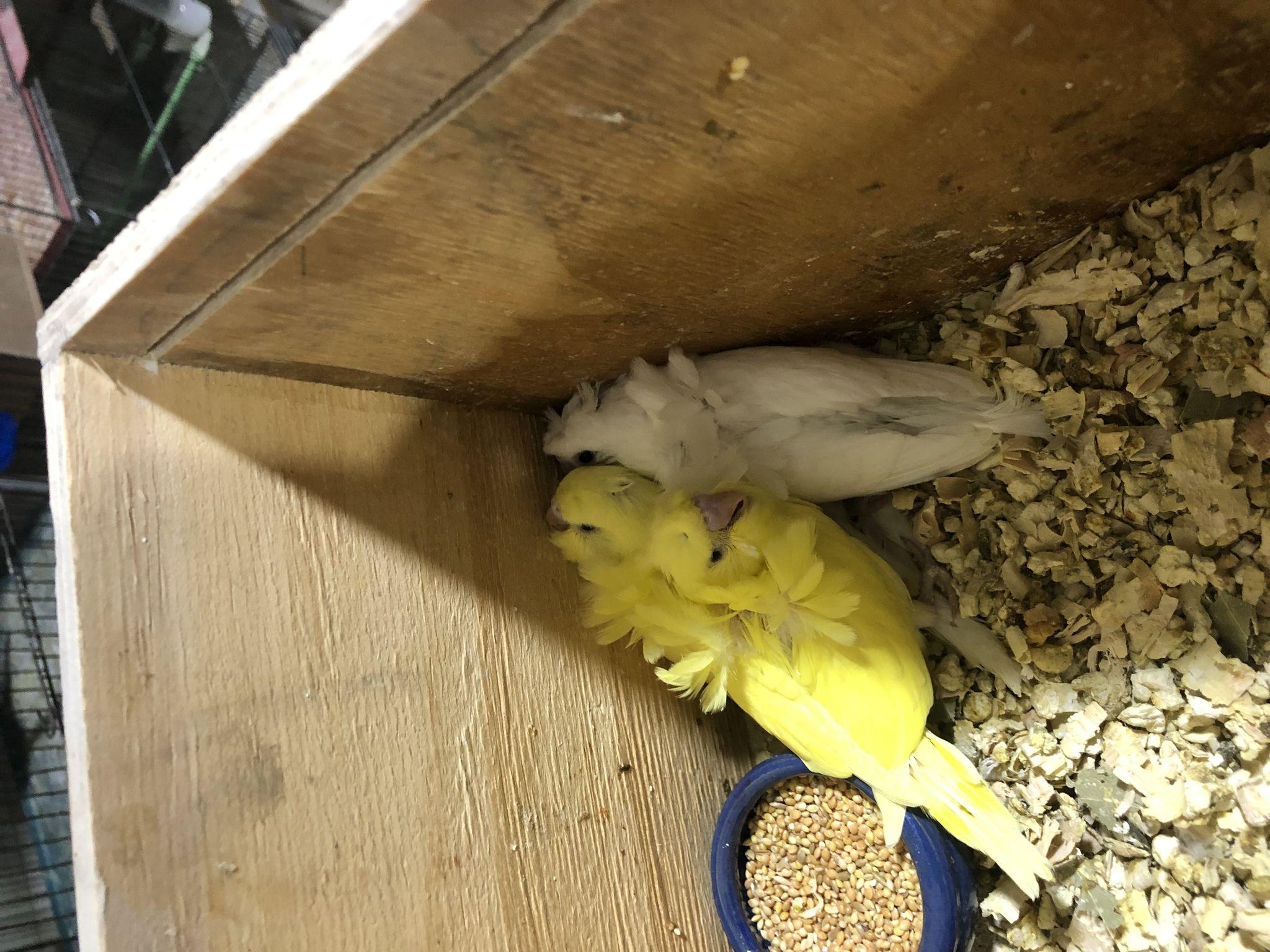 پرنده فروشی پاروت ولیعصر