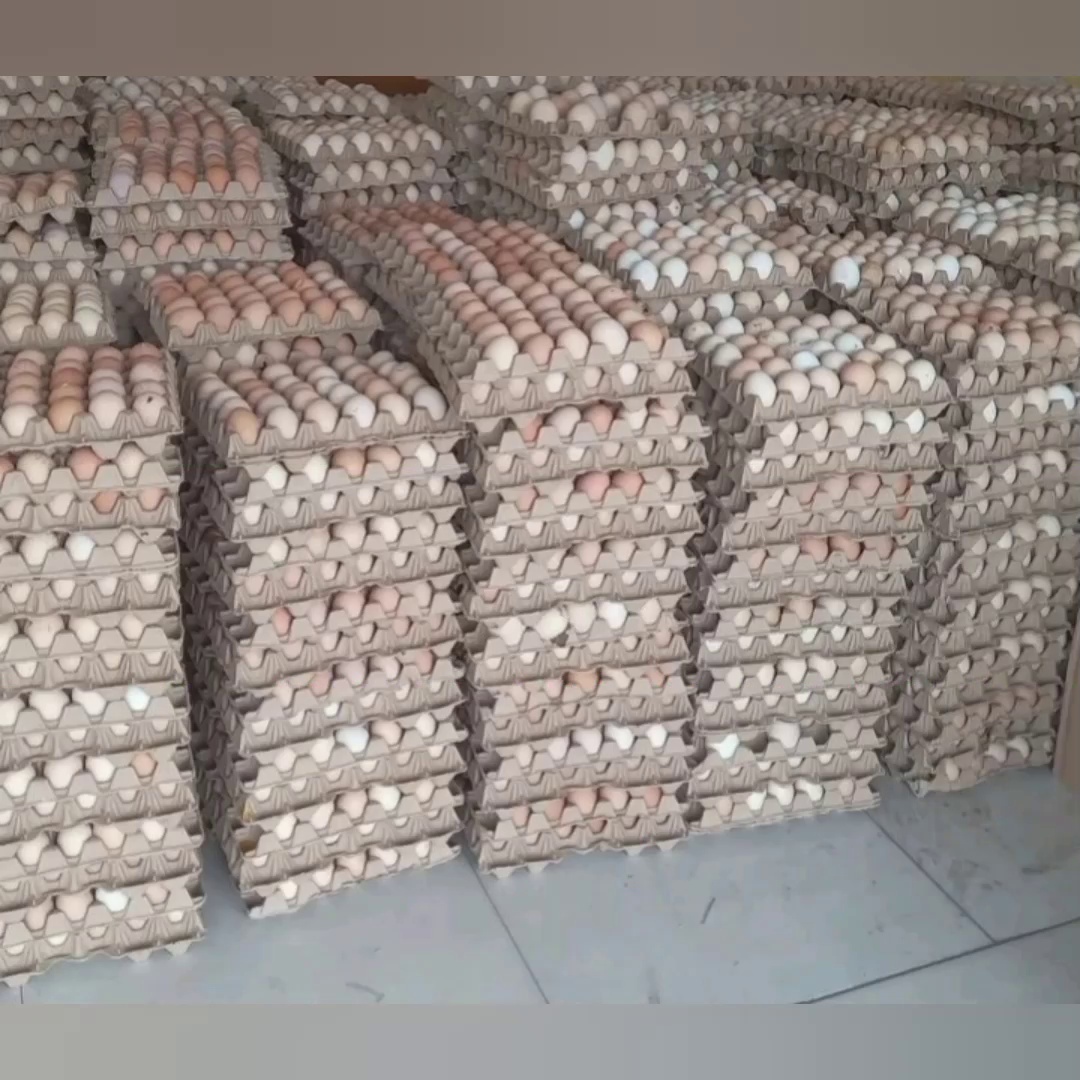 فروش کلی وجزئ تخم مرغ محلی تک زرده ودوزر