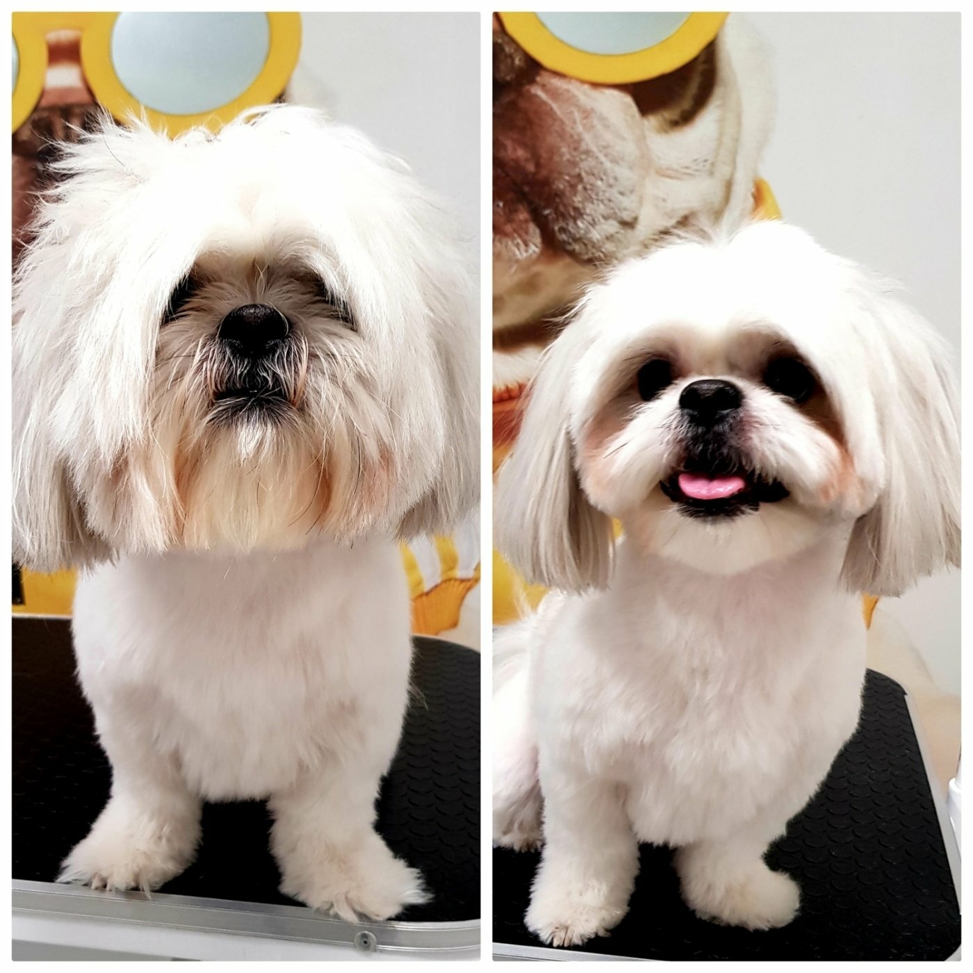 مریم پیغامی