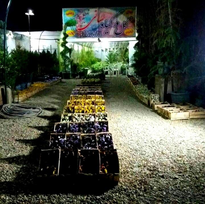 گل و گیاه لسانی