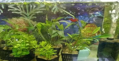 آکواریوم یاشار