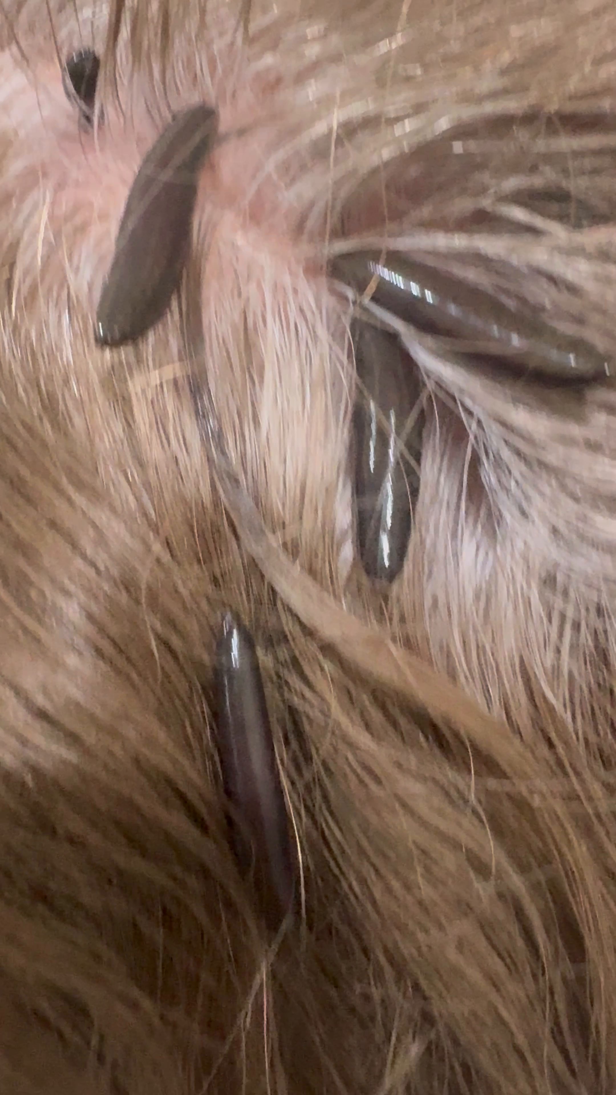 خدمات طب سوزنی وطب سنتی پالیزی