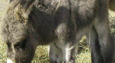 هپی پت شاپ هخامنش