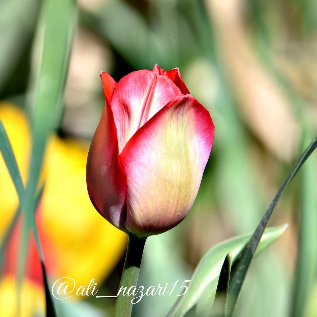 دکتر علی نظری