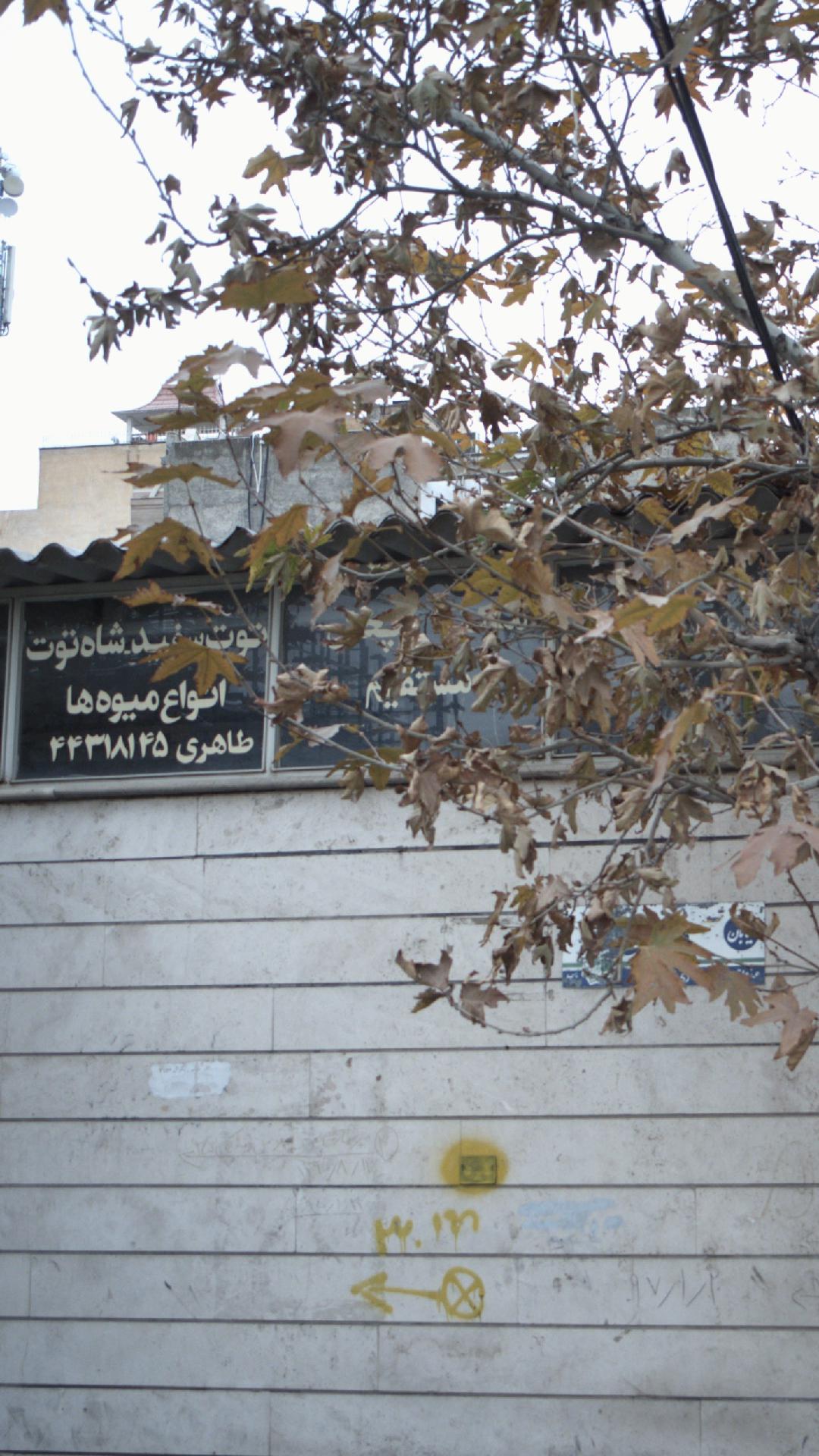 انواع میوه ها