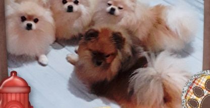 سرور پوردیوان بچاری