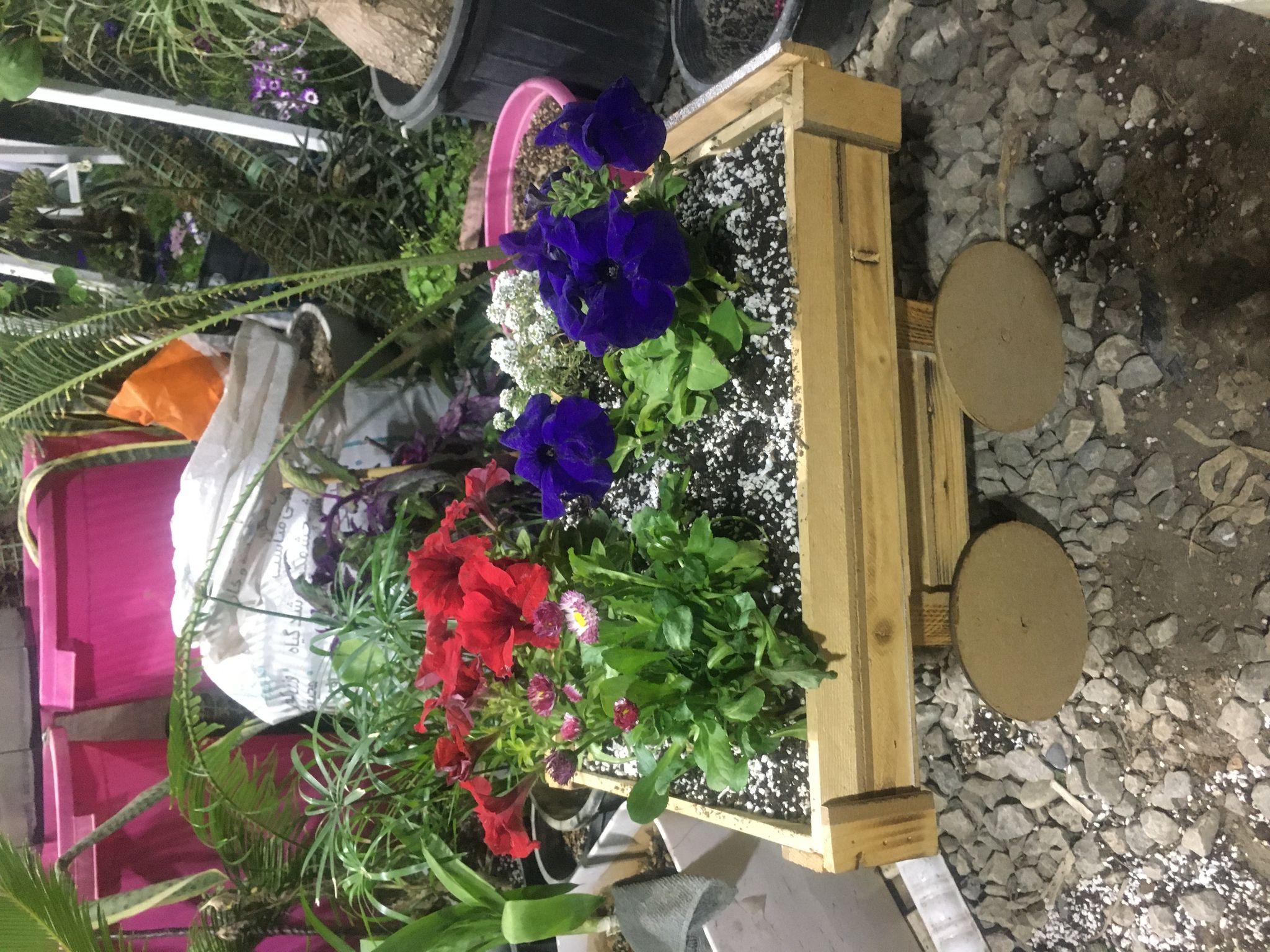 دهکده کاکتوس