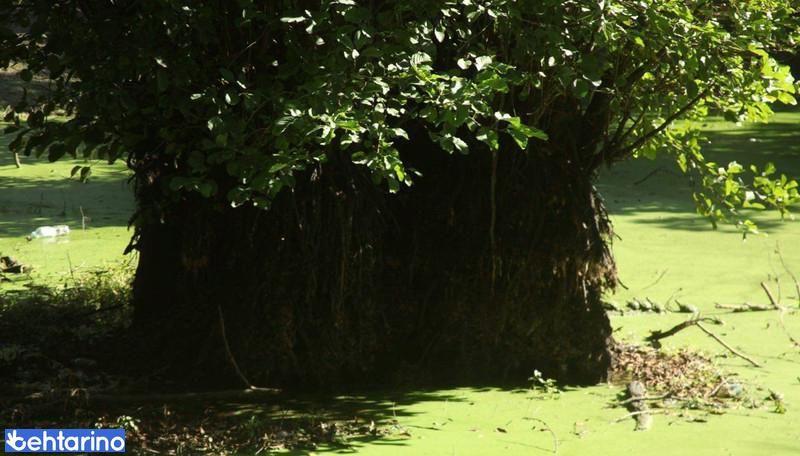 جنگل و مرداب قادیکلا