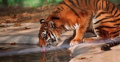 باغ وحش ارم