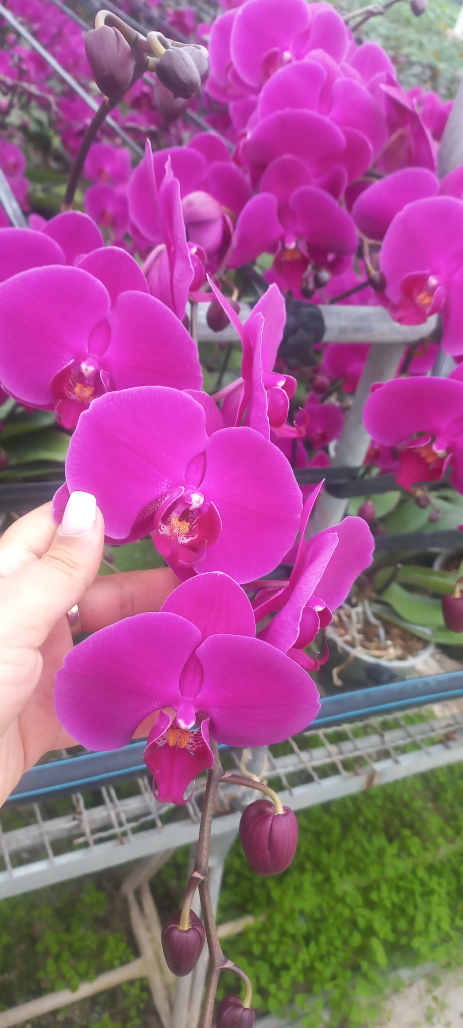 گلکده گل و گیاه پلنتا  Planta