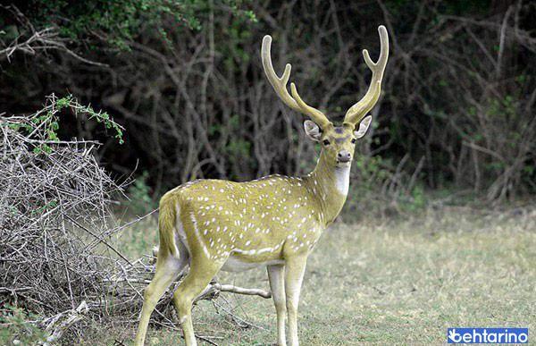 گردشگاه میان کتل