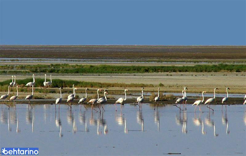 تالاب آق گل اسلامشهر