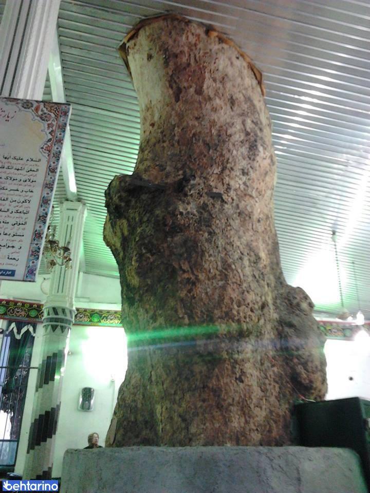 چنار امام زاده یوسف رضا