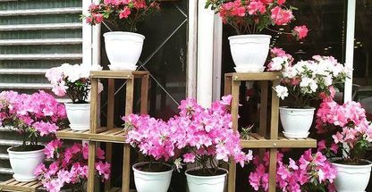 کافه نخلستان