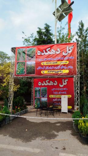 گل دهکده