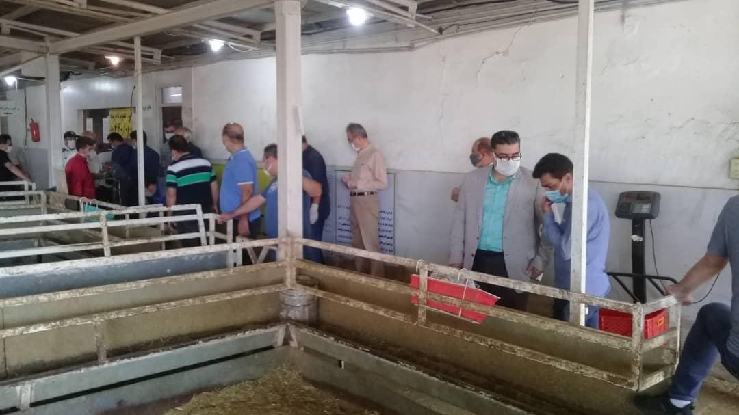 مرکز عرضه دام زنده قائم تهران