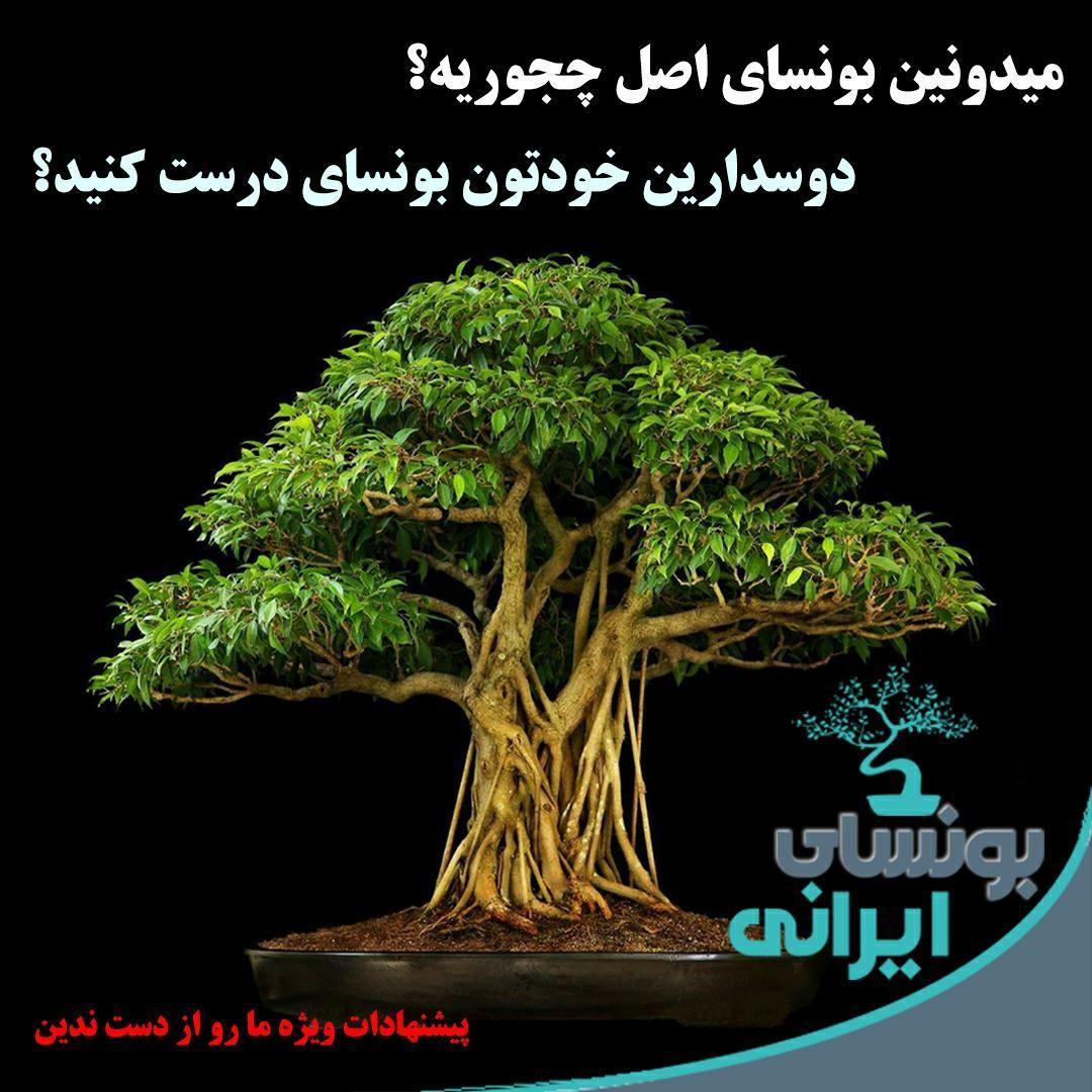 موسسه گل و گیاه بونسای ایرانی