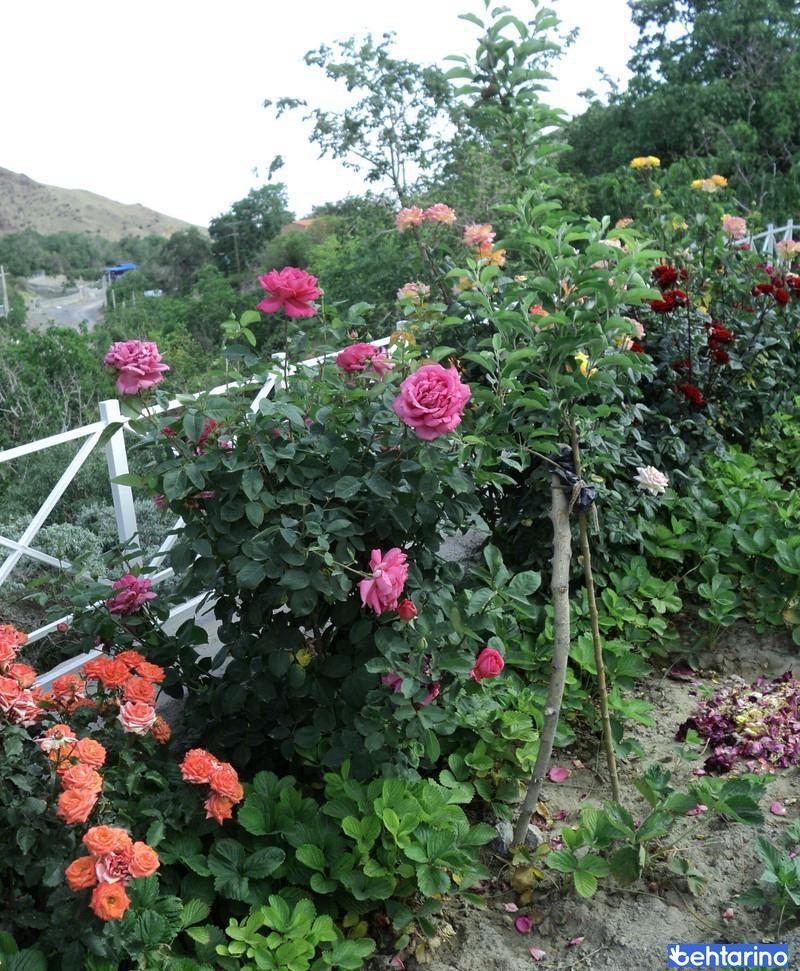 روستای بهدان