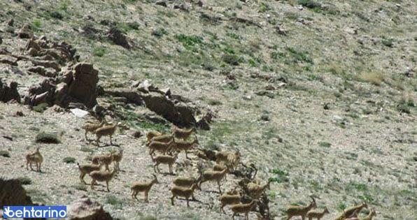 منطقه حفاظت گردیده لشگردر