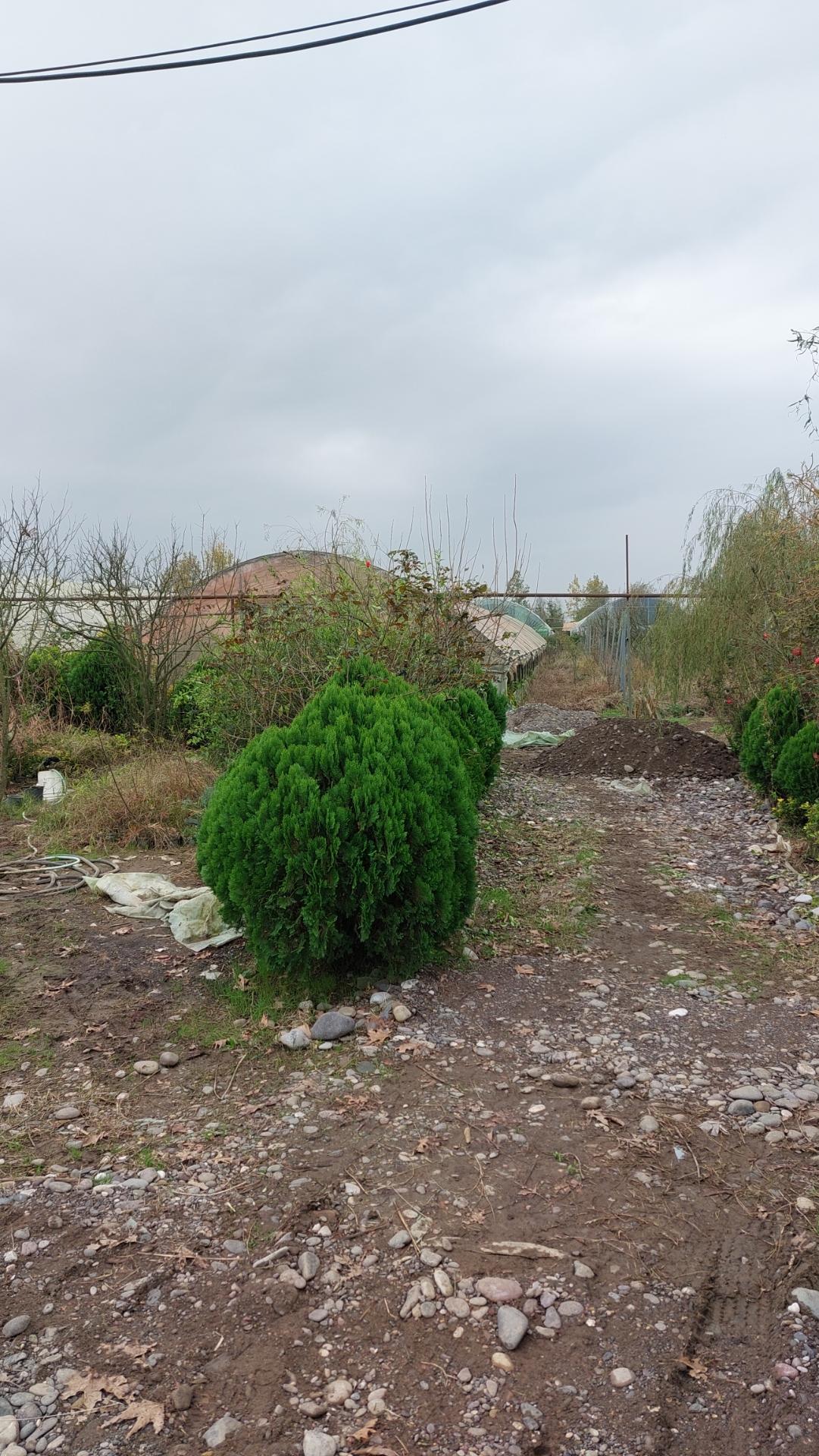 گلخانه سانسوریا رشت