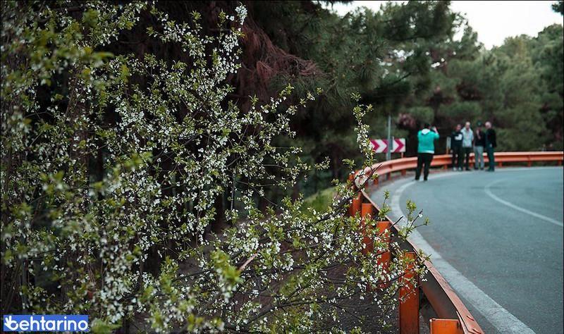 پارک جنگلی لویزان (جنگل لویزان)