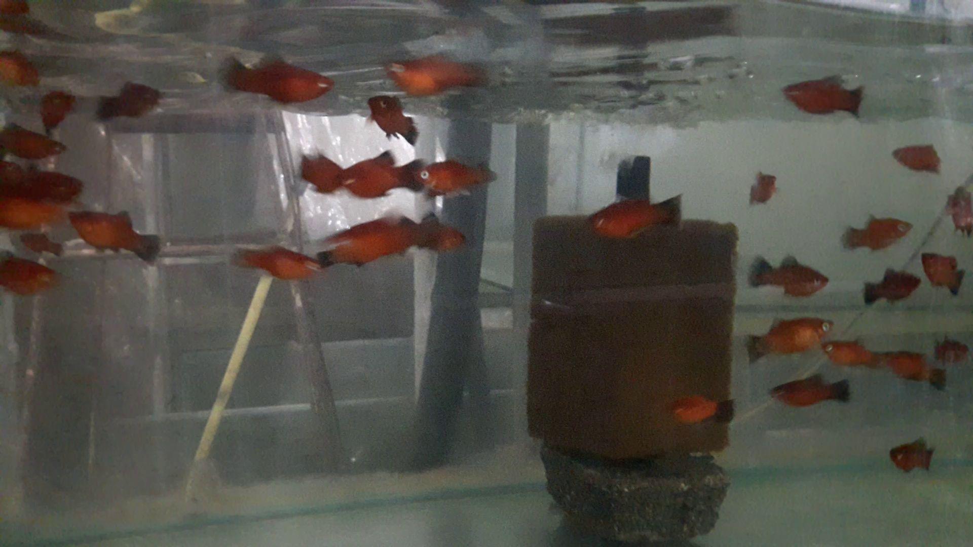 ماهی آکواریومی